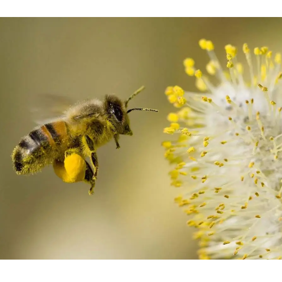 abejas y polinización