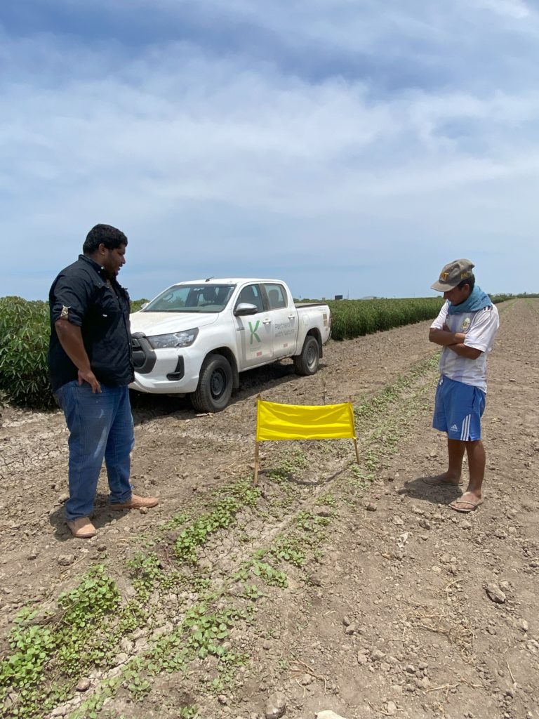 Trampas amarillas Koppert instaladas en campo