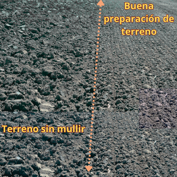Recomendaciones para Controlar las Principales Plagas en el Cultivo de Arveja