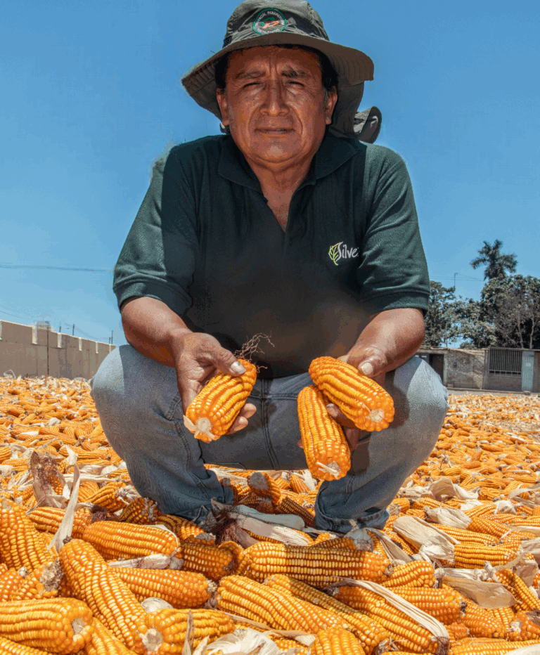 El Colorado (ADV 9789): Precocidad, rendimiento y sanidad en un solo híbrido