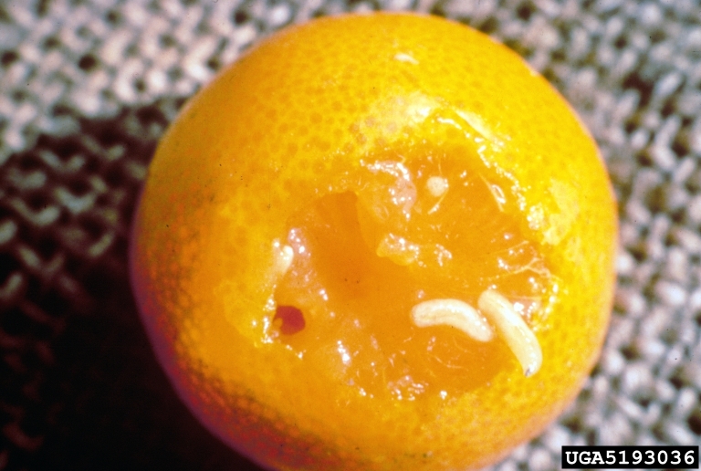 mosca de la fruta daño