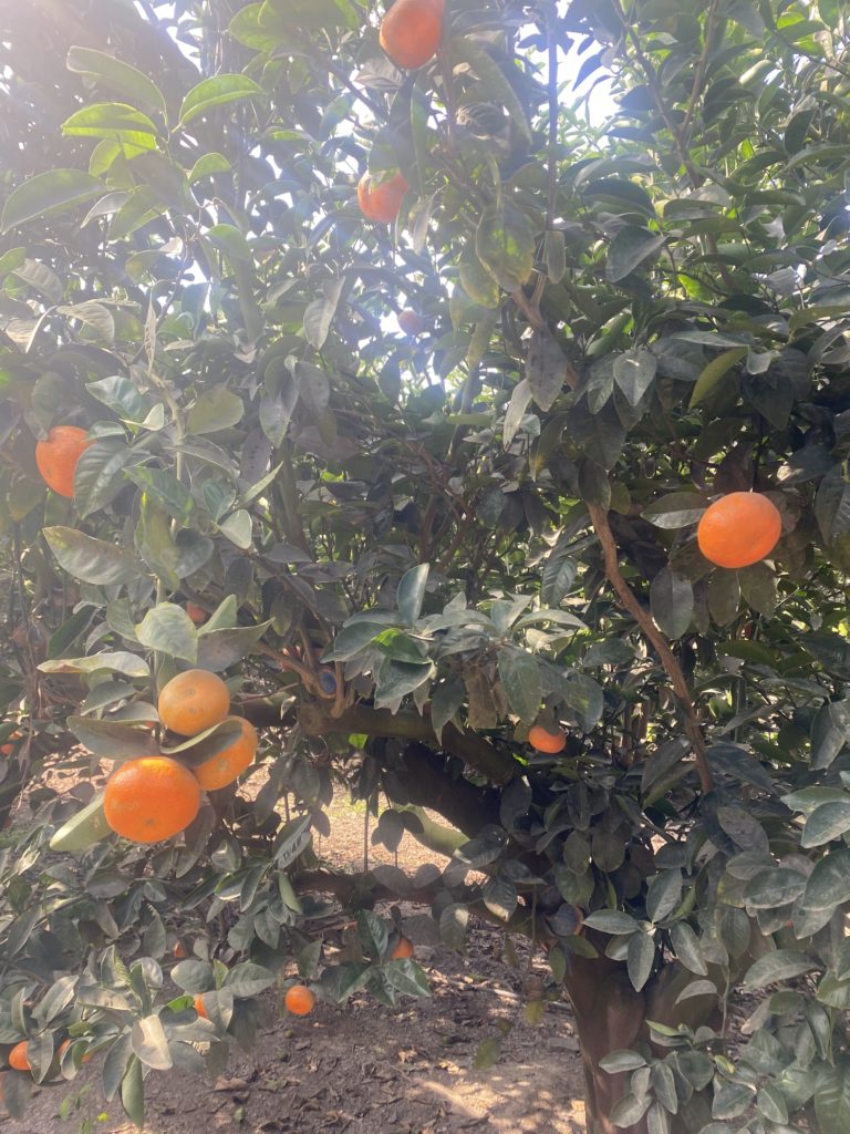 mandarina