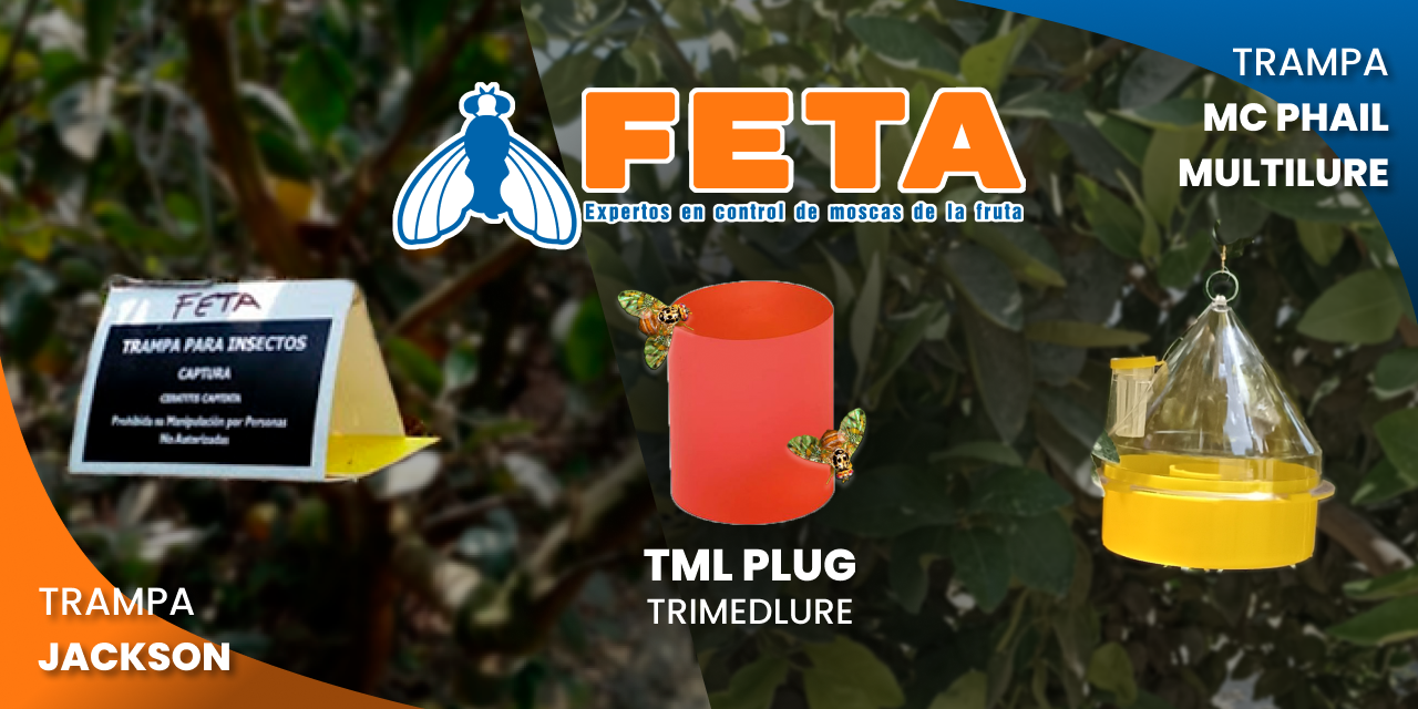 Feta Servicios Mosca de la fruta