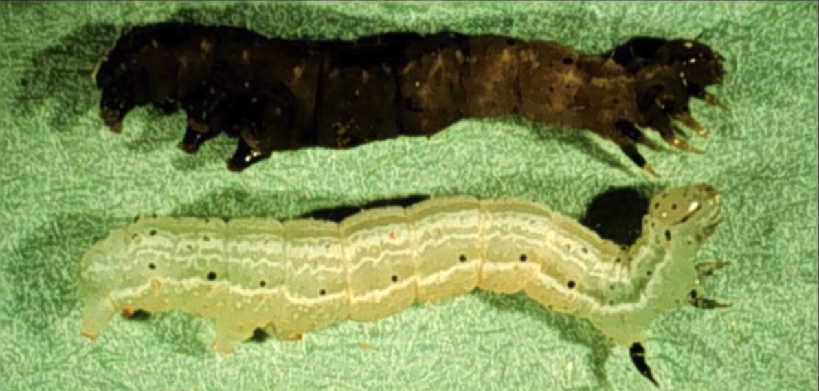 Larva atabaca por Bacillus vs larva sana