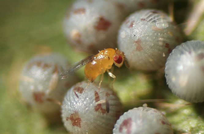 trichogramma sp