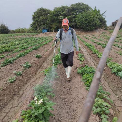 Uso en exceso de pesticidas